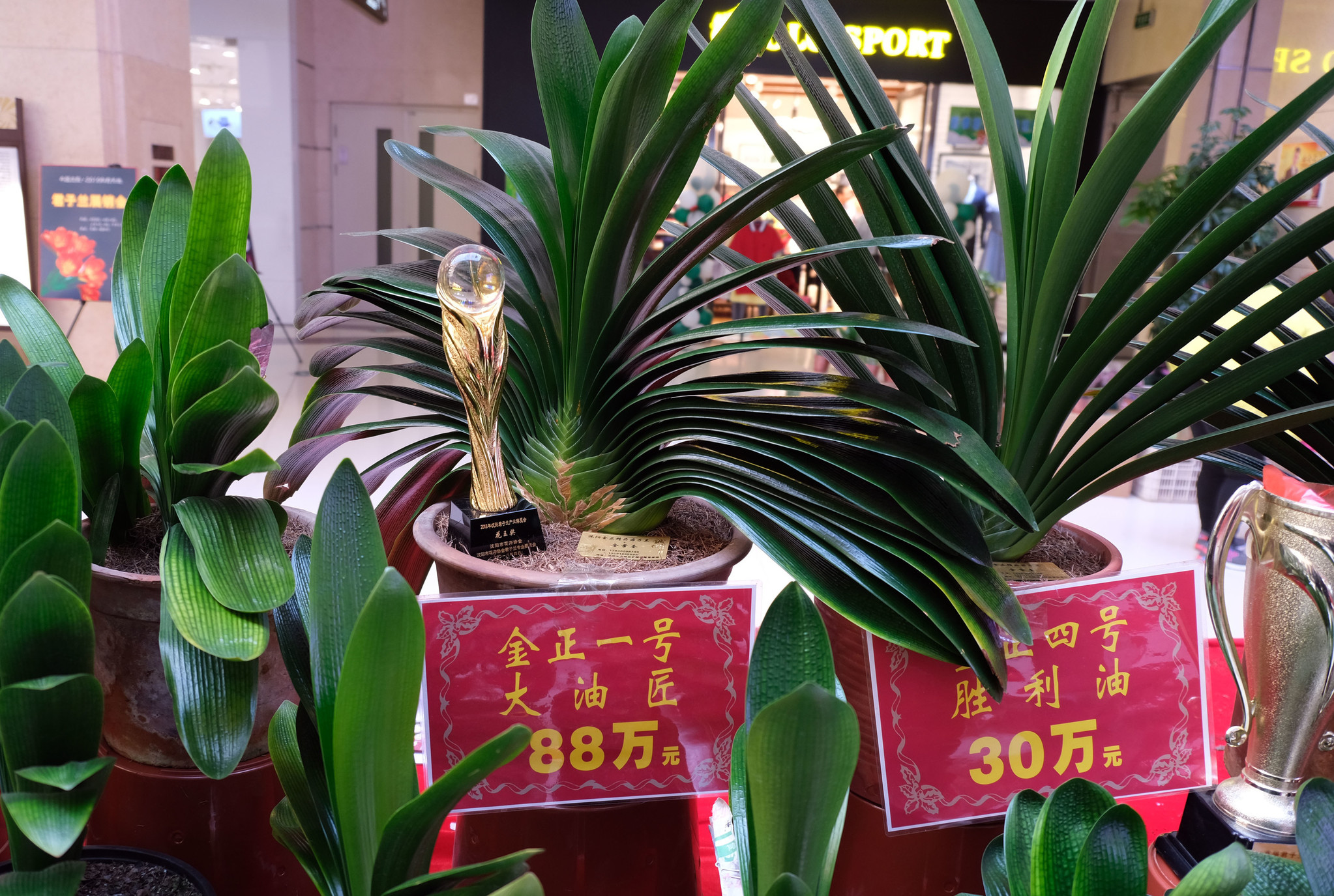 沈陽最新君子蘭珍品，探尋珍稀品種的魅力與價(jià)值