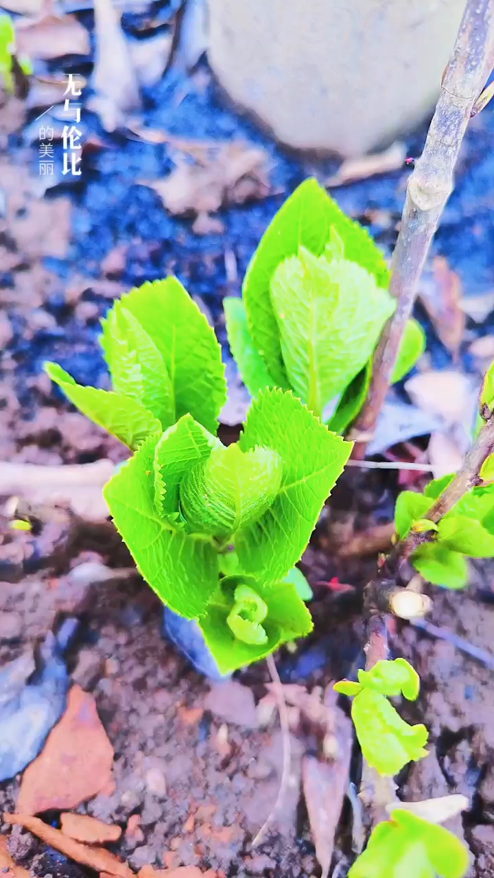 關(guān)于小草的奇妙世界，探索最新地址的無限可能