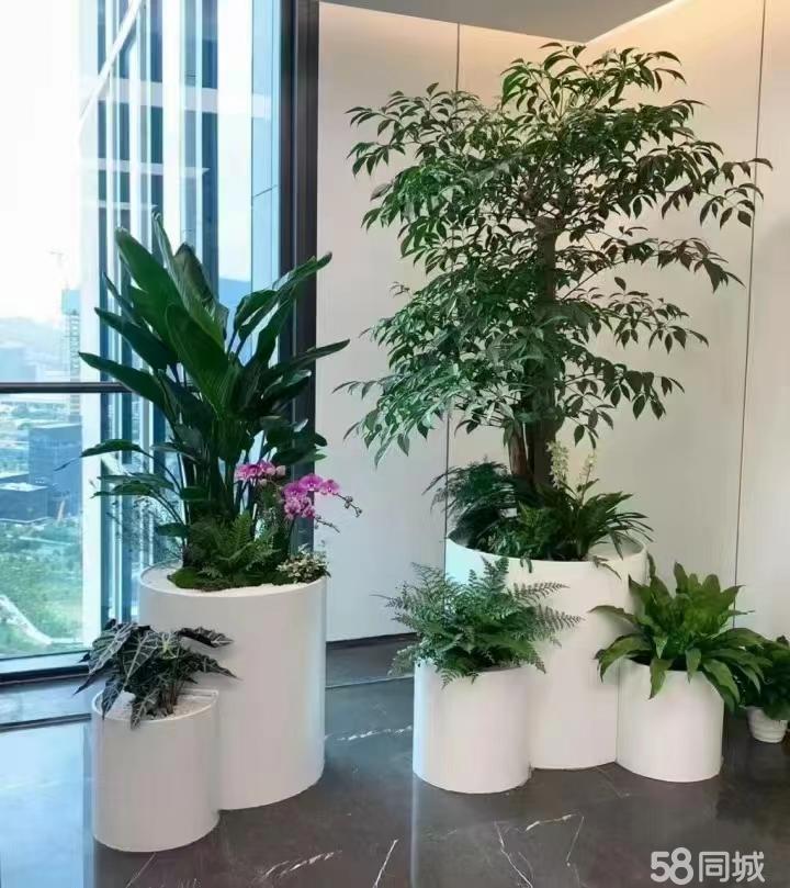 最新招聘，室內(nèi)植物養(yǎng)護專家